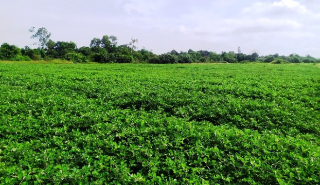 PHÁT TRIỂN VÙNG TRỒNG DƯỢC LIỆU